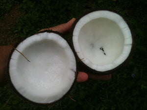 L’huile de coco